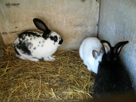 Ils ne sont pas mignons ces lapins?